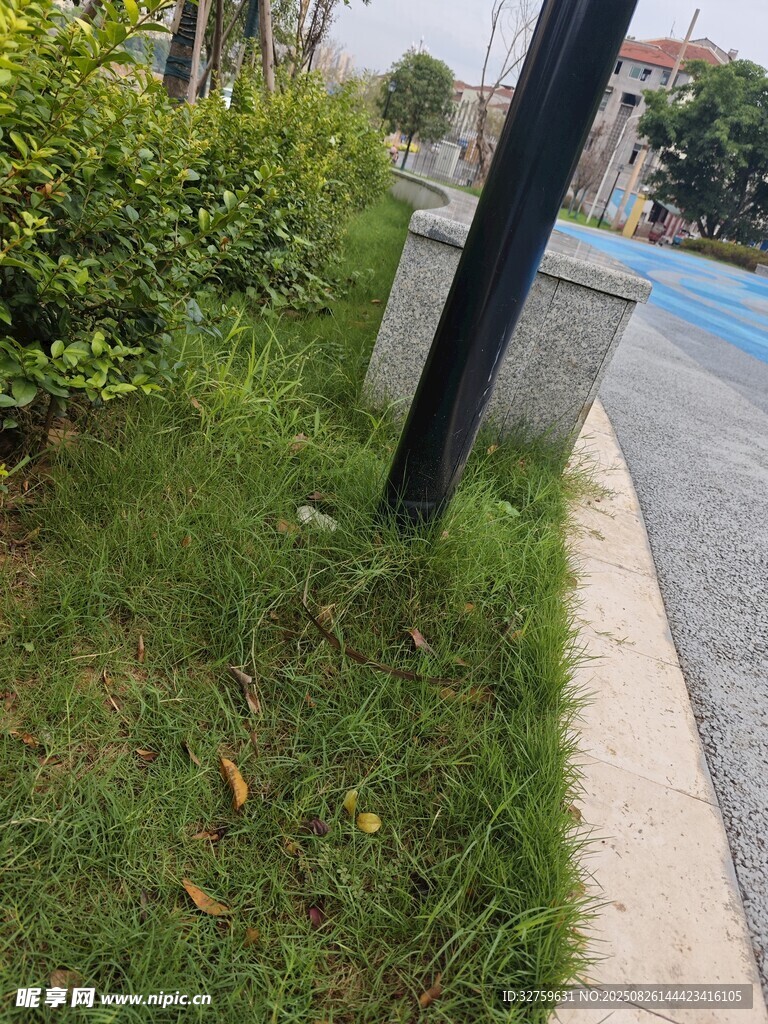 路邊綠植與道路邊緣景觀