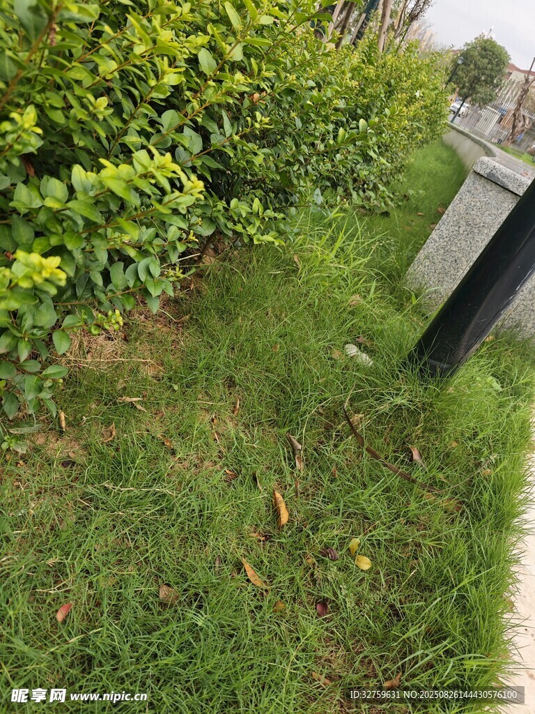 路邊綠意盎然的草地景觀