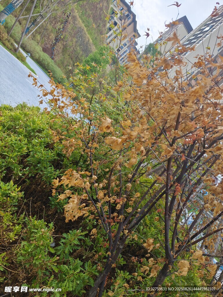秋日枝頭