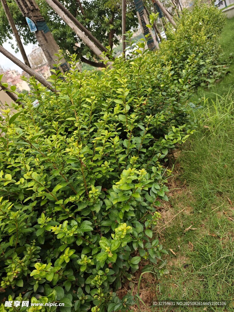 綠意盎然的灌木叢景觀(guān)