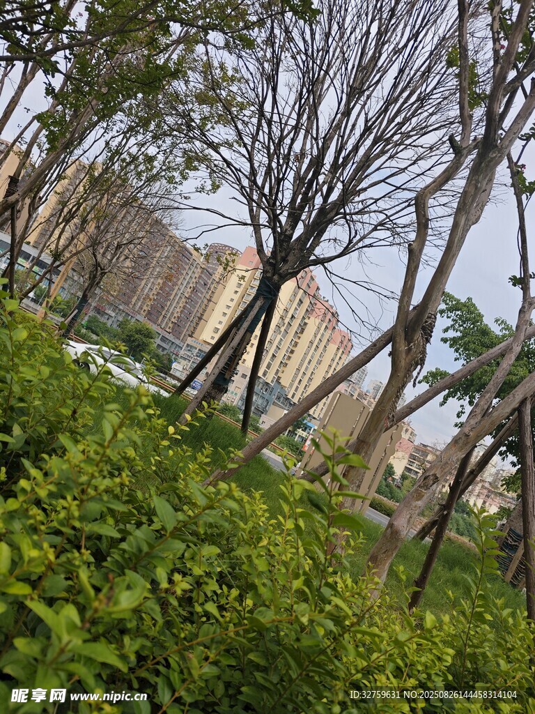 城市中繁茂綠植與樹木景觀