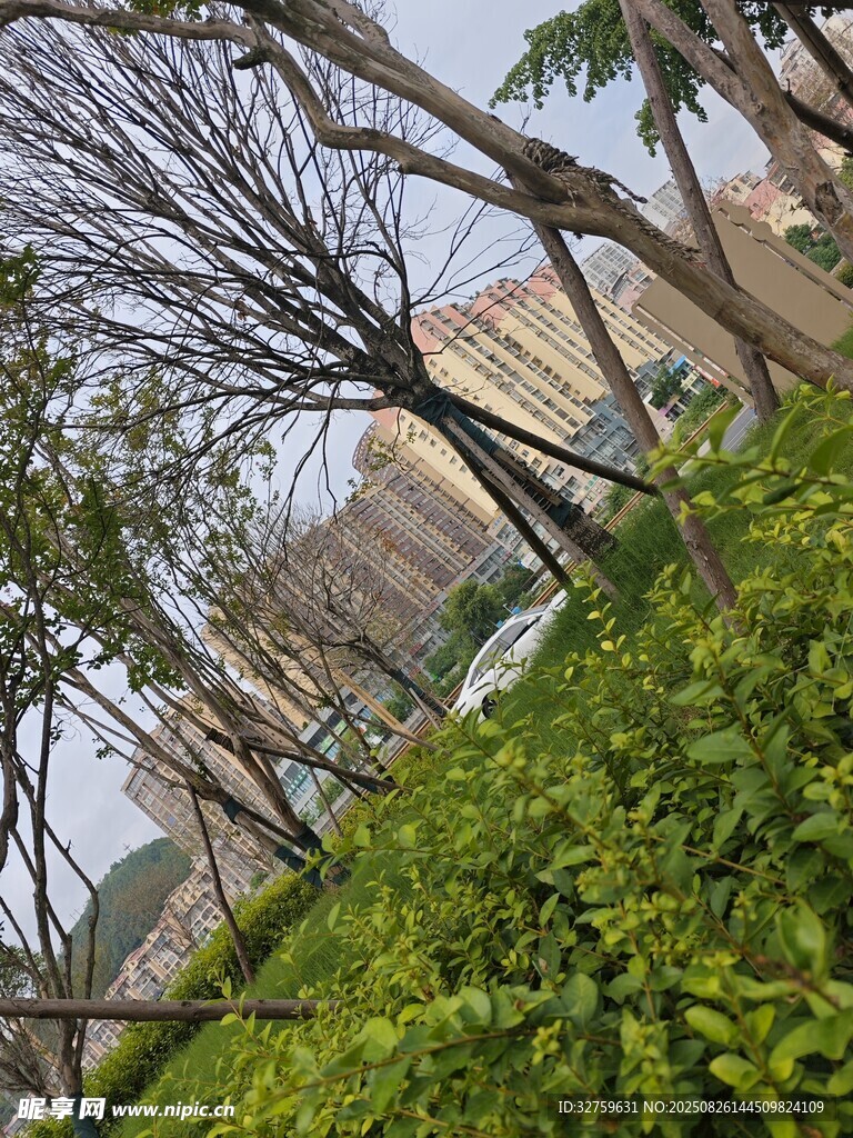 戶外樹木綠植景觀
