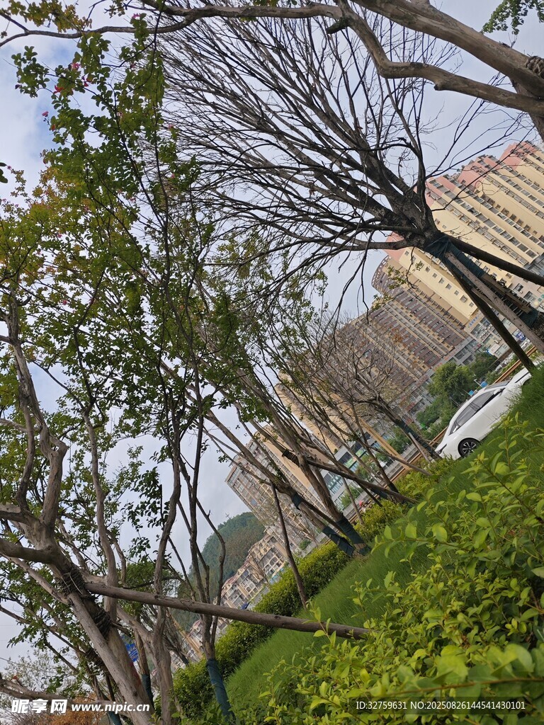 城市中樹木與綠植景觀