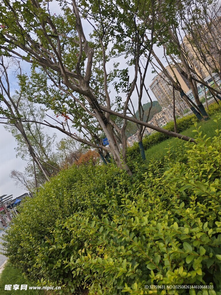 春日綠植與樹木景觀