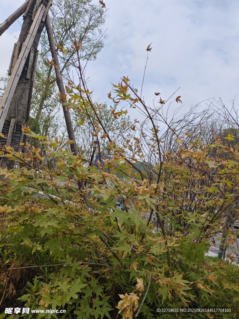 秋日樹林中的古老木建筑