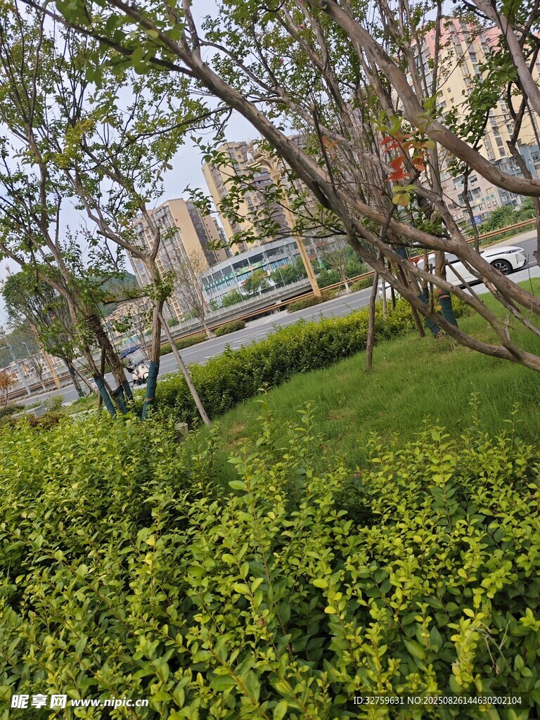 城市中的綠植景觀