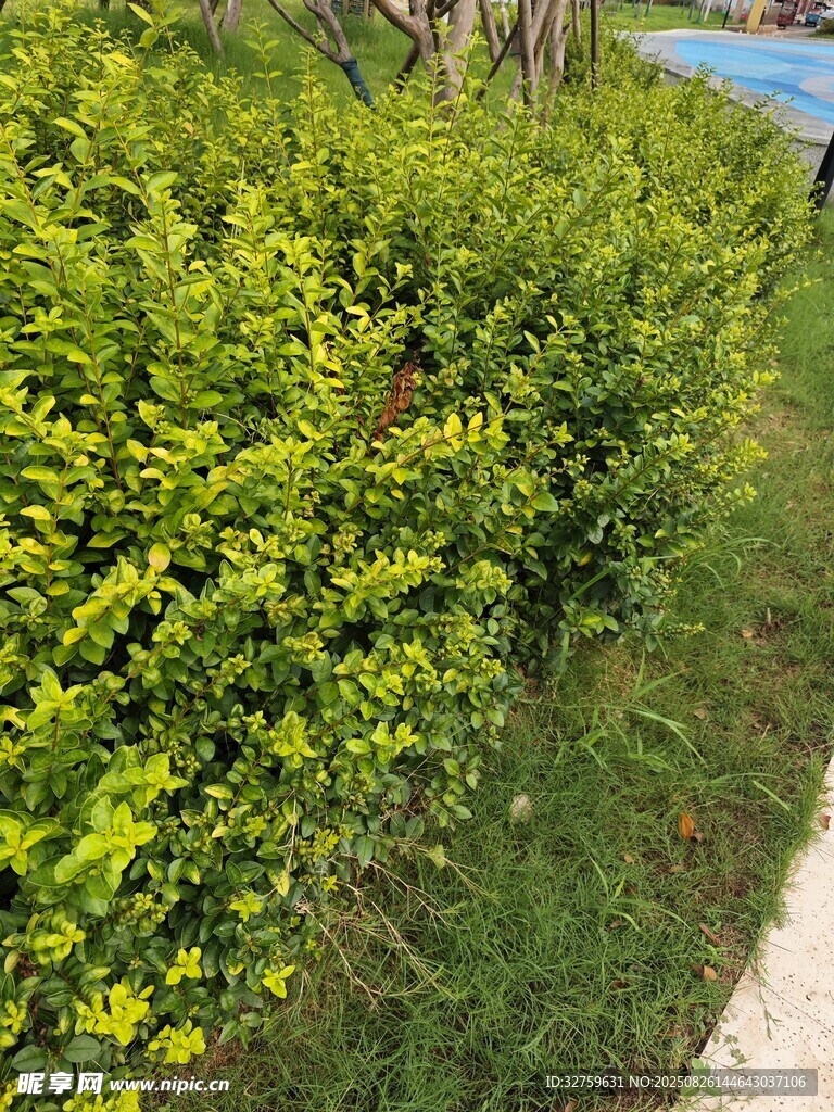翠綠繁茂的路邊灌木叢