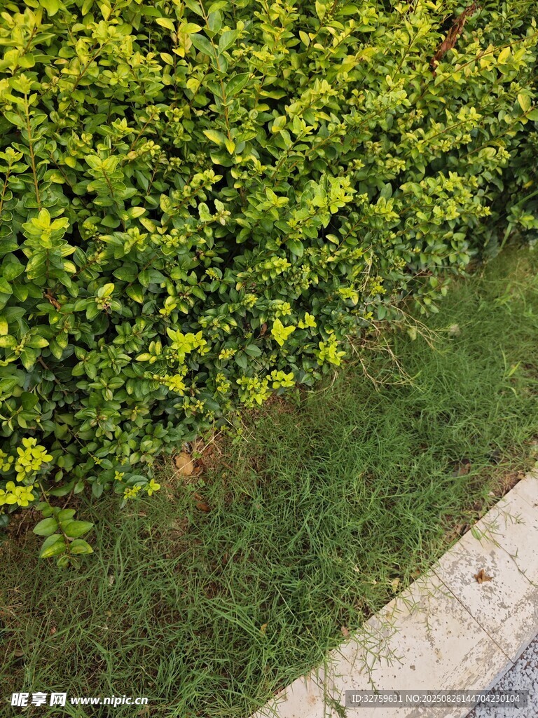 路邊翠綠灌木叢