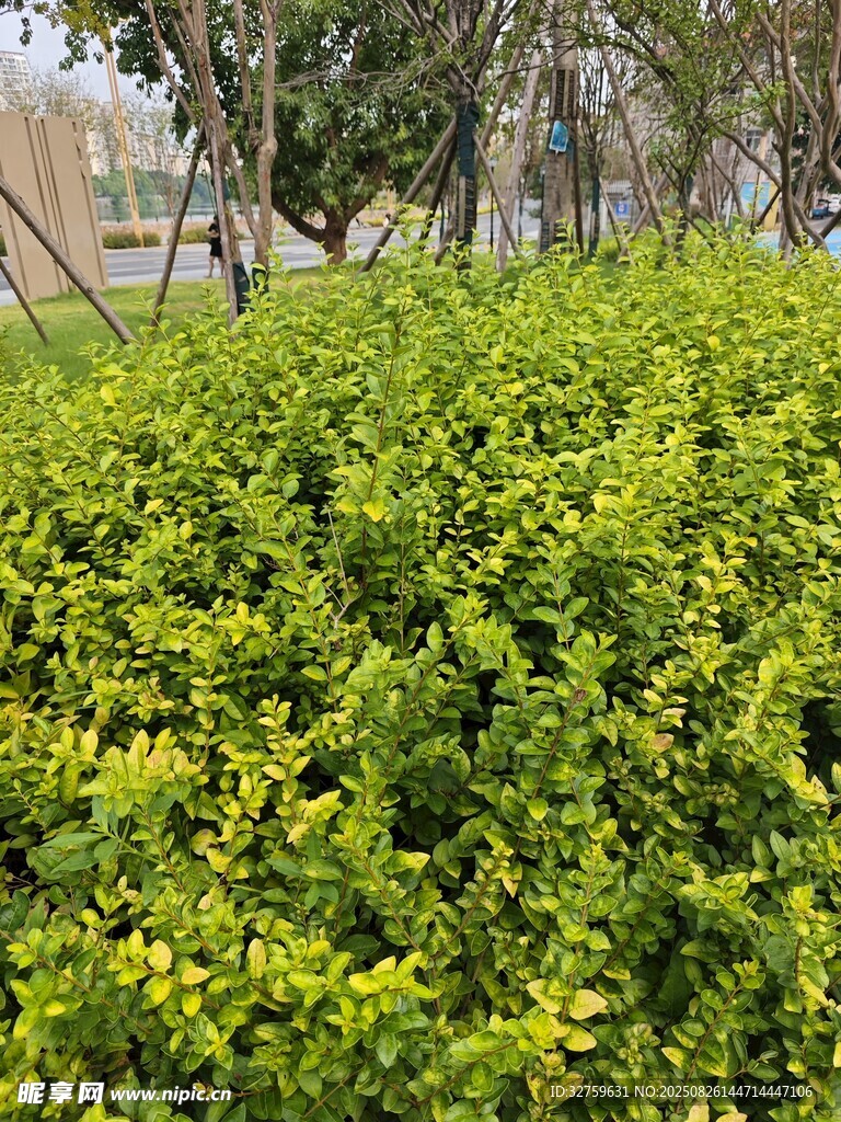 翠綠灌木叢景觀