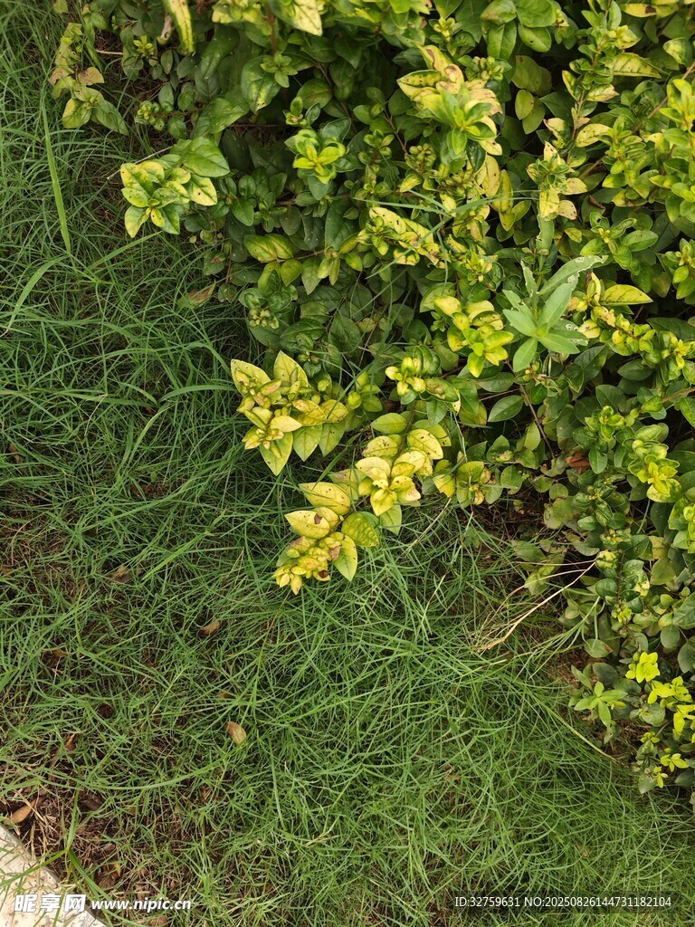 翠綠繁茂的綠植景觀