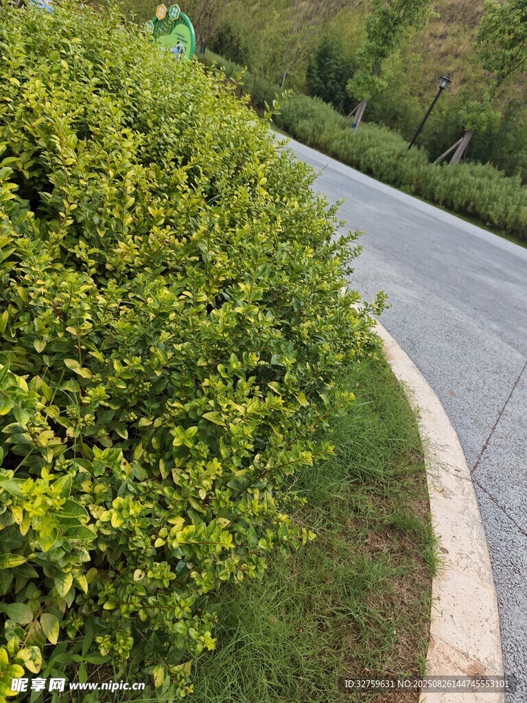 路邊翠綠灌木叢