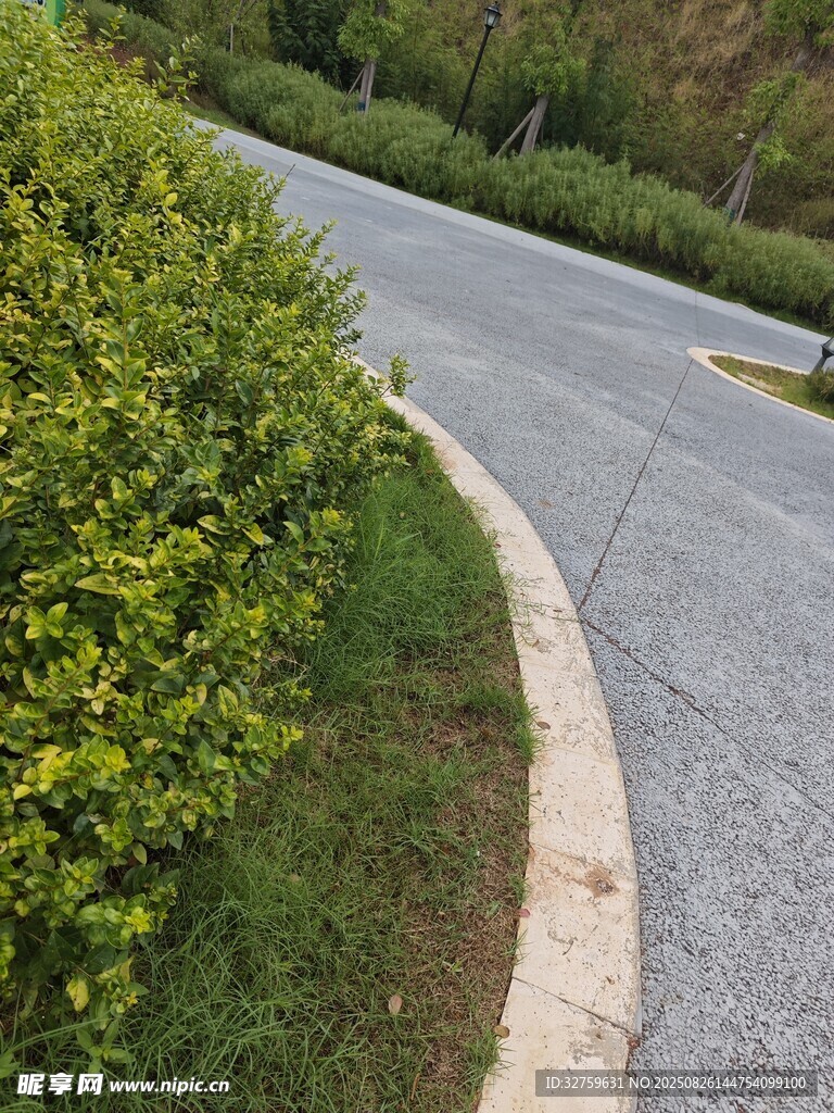 路邊綠植與蜿蜒道路