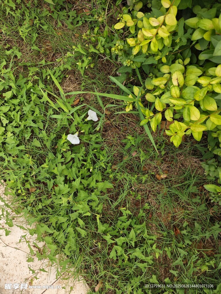 路邊綠植與白花景觀