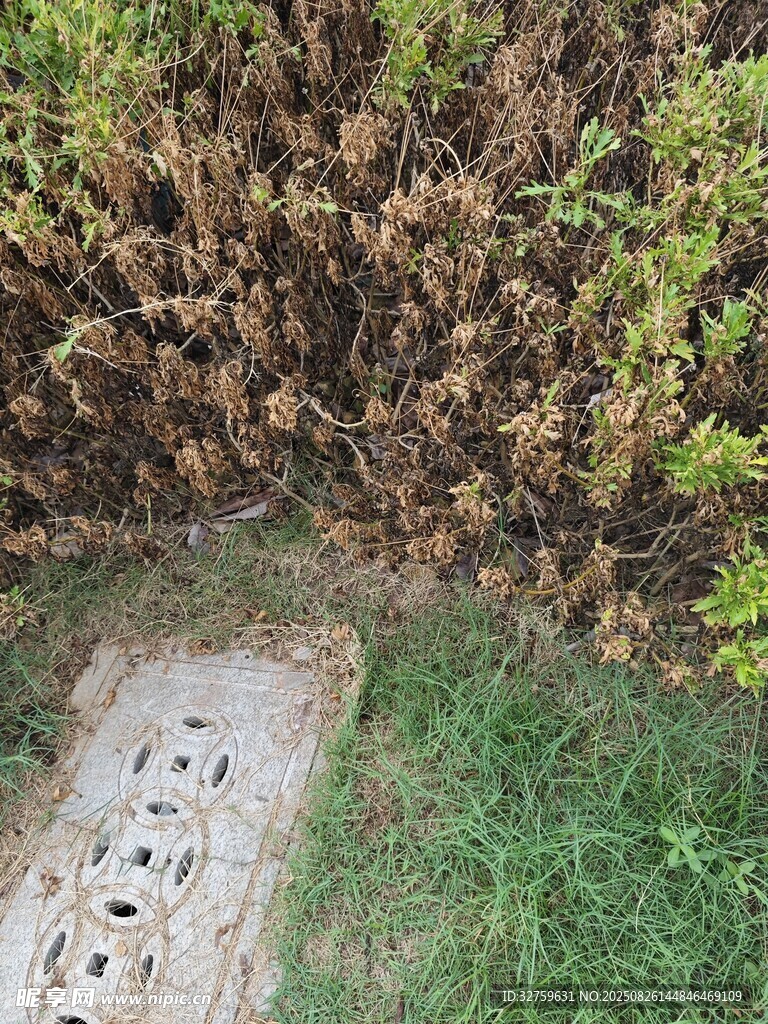 草地中的帶孔水泥板