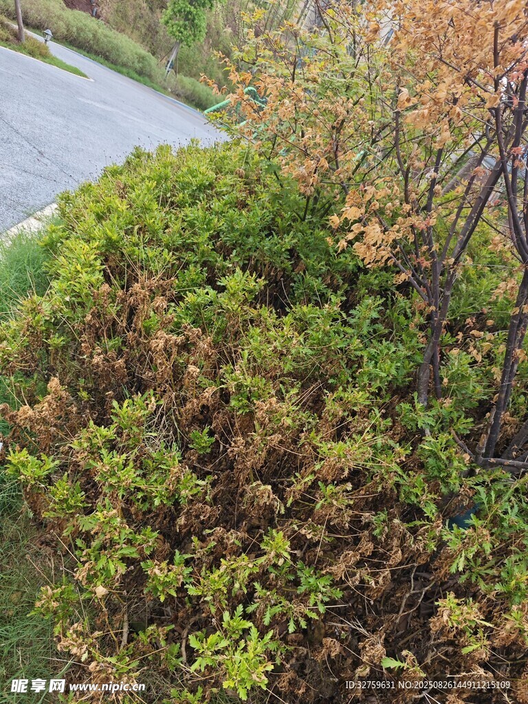 路邊多彩灌木叢