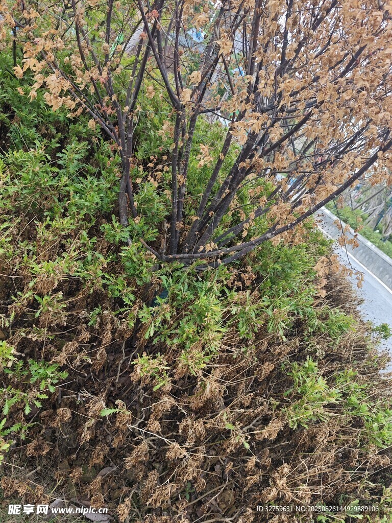 秋日路旁枯榮相間的植物