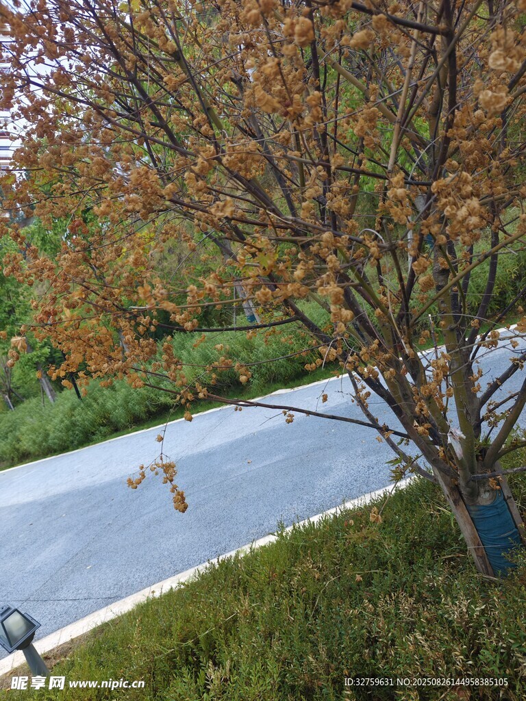 秋日公園小路景色