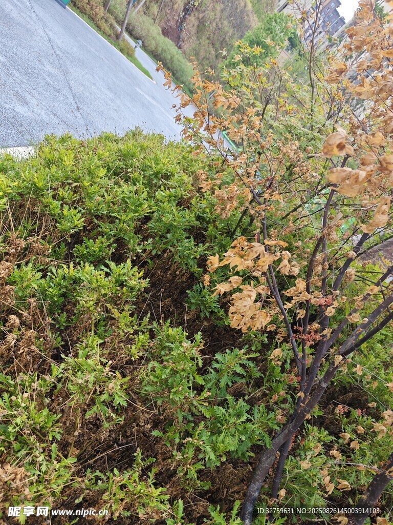 秋日路邊繁茂綠植景觀
