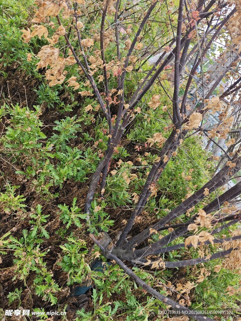繁茂綠植中的黑樹(shù)枝干