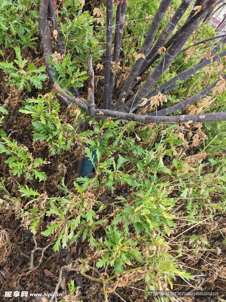 樹(shù)下綠植中的藍(lán)色物件