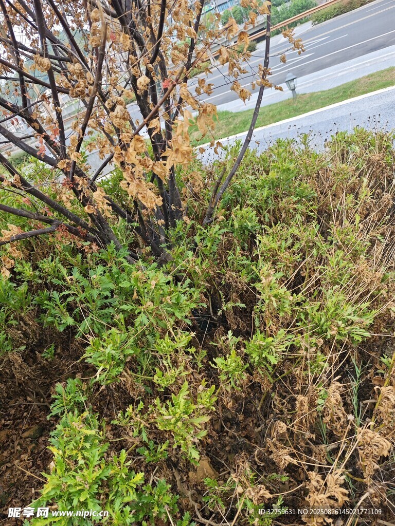 路邊綠植生機與枯黃并存