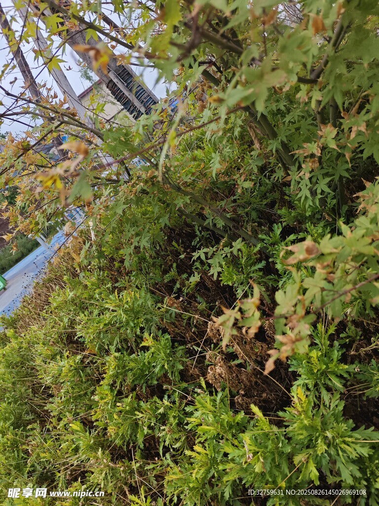 秋日路邊繁茂綠植景象