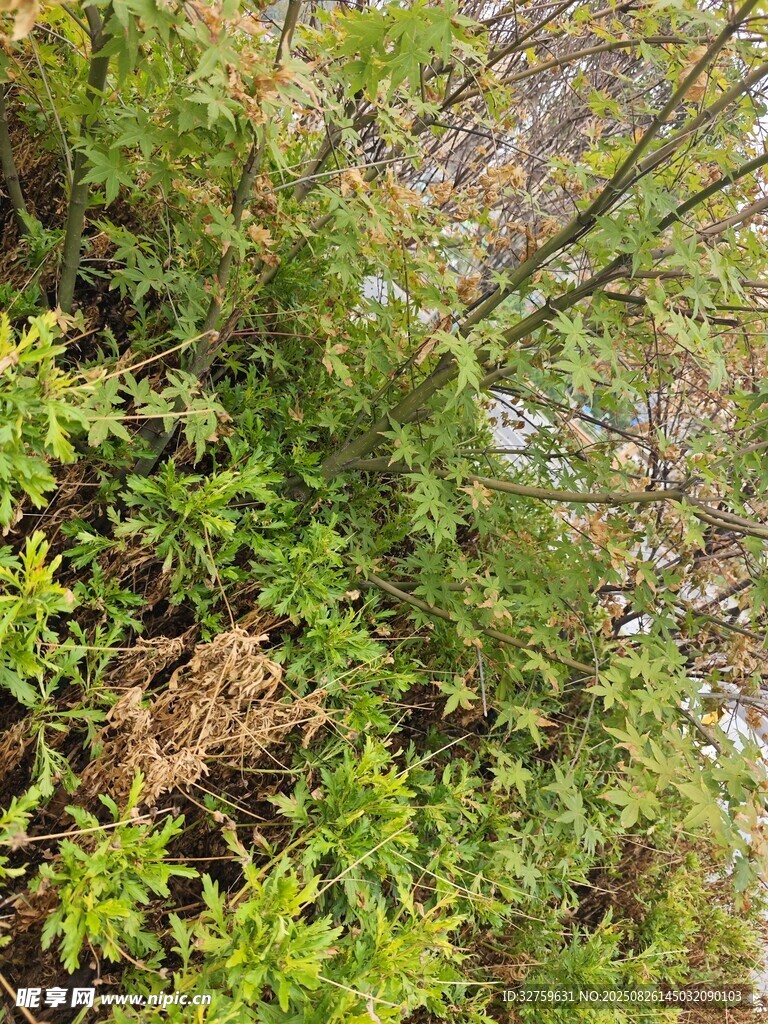 山坡上的繁茂綠植