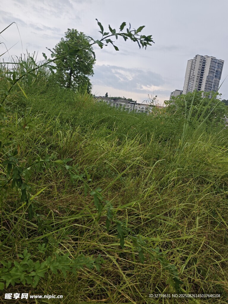 城市邊的翠綠野草景觀