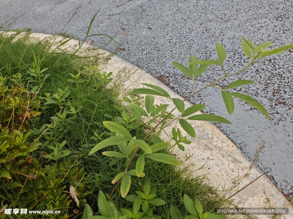路邊嫩綠植物生機盎然
