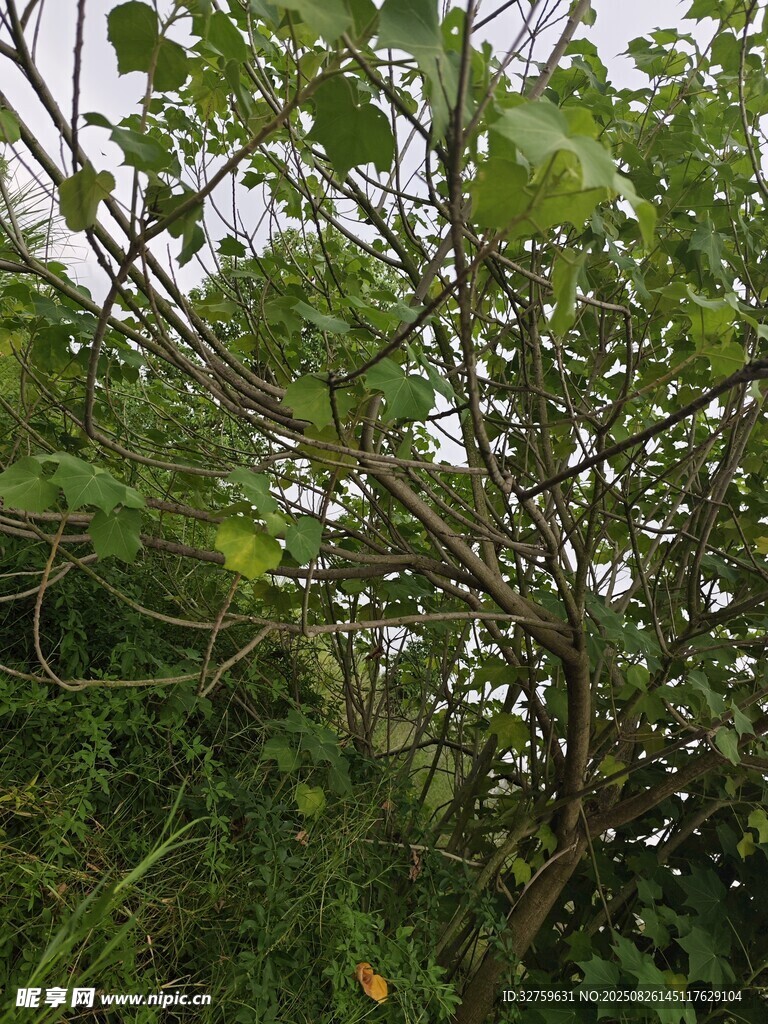 繁茂綠植的自然景象