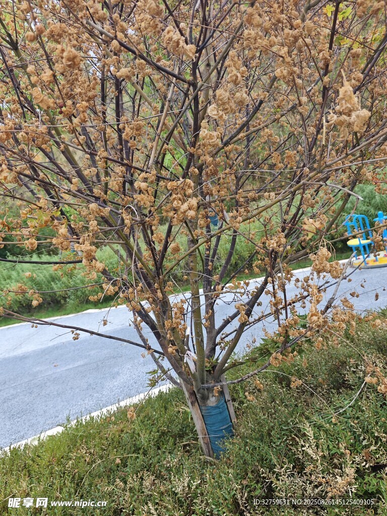 路邊秋色中的樹木