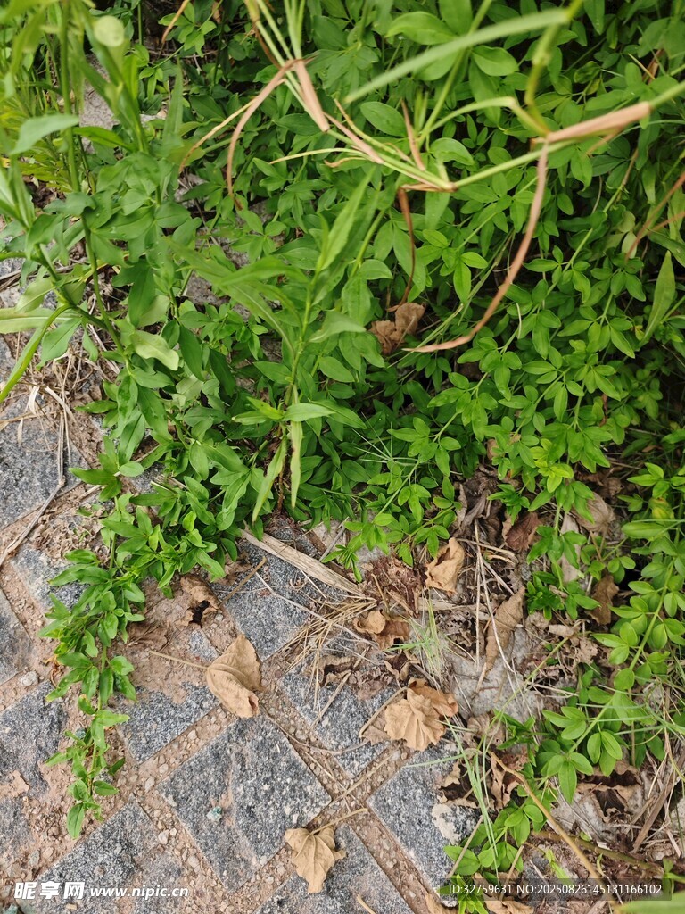 石板間生長的翠綠野草
