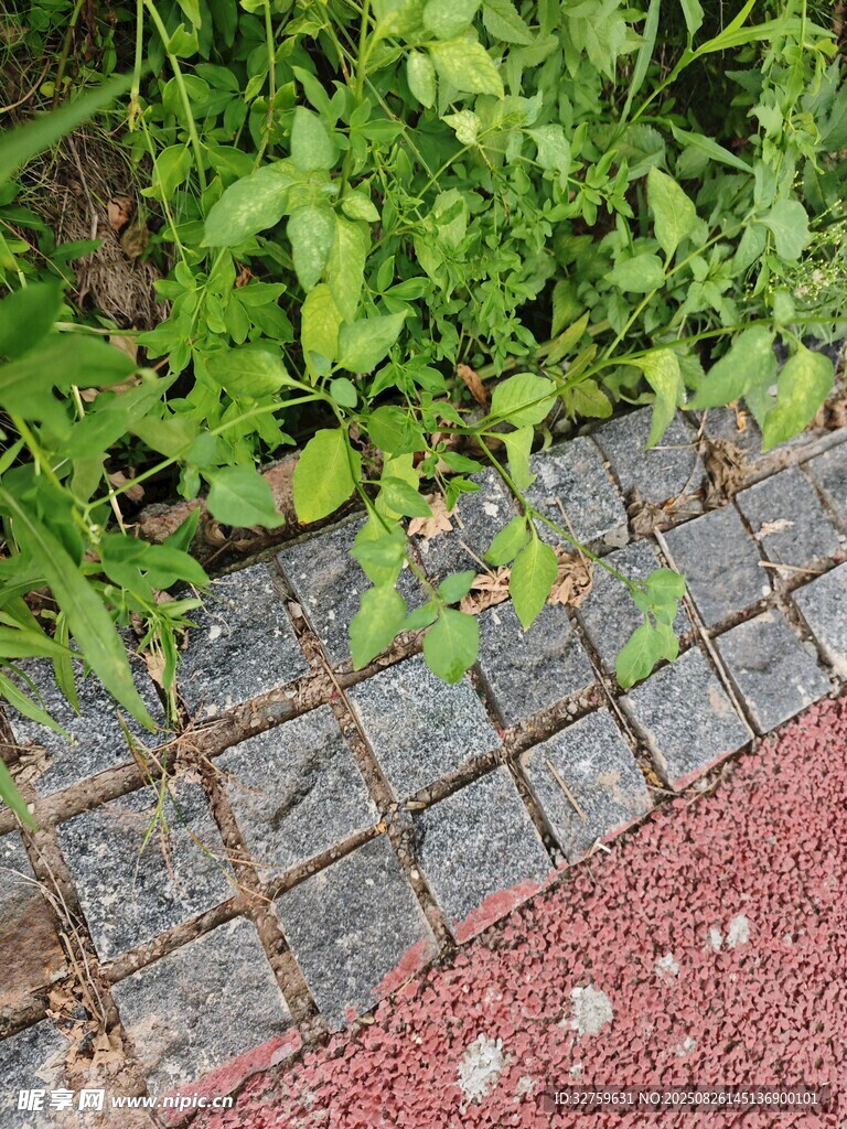 磚石縫隙間生長的綠色植物
