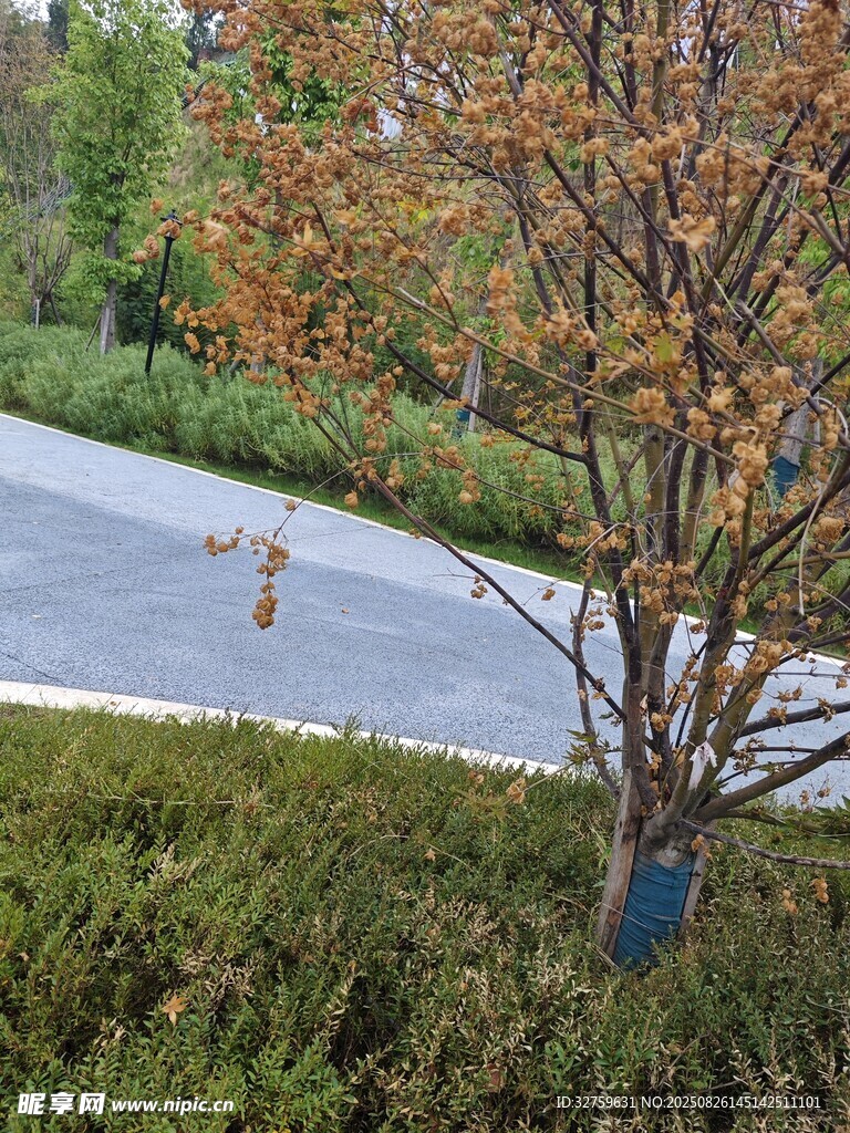 路邊多彩樹木與綠植景觀