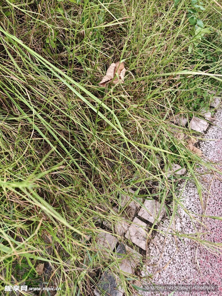 路邊草叢與磚石景致