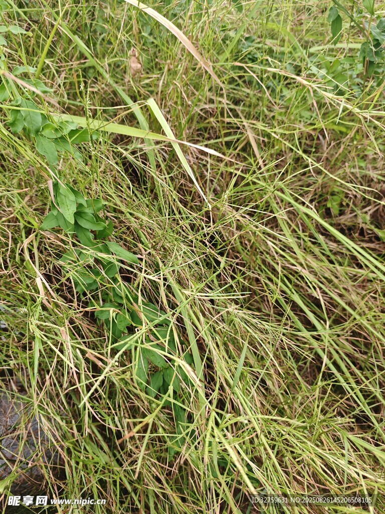 茂盛草地