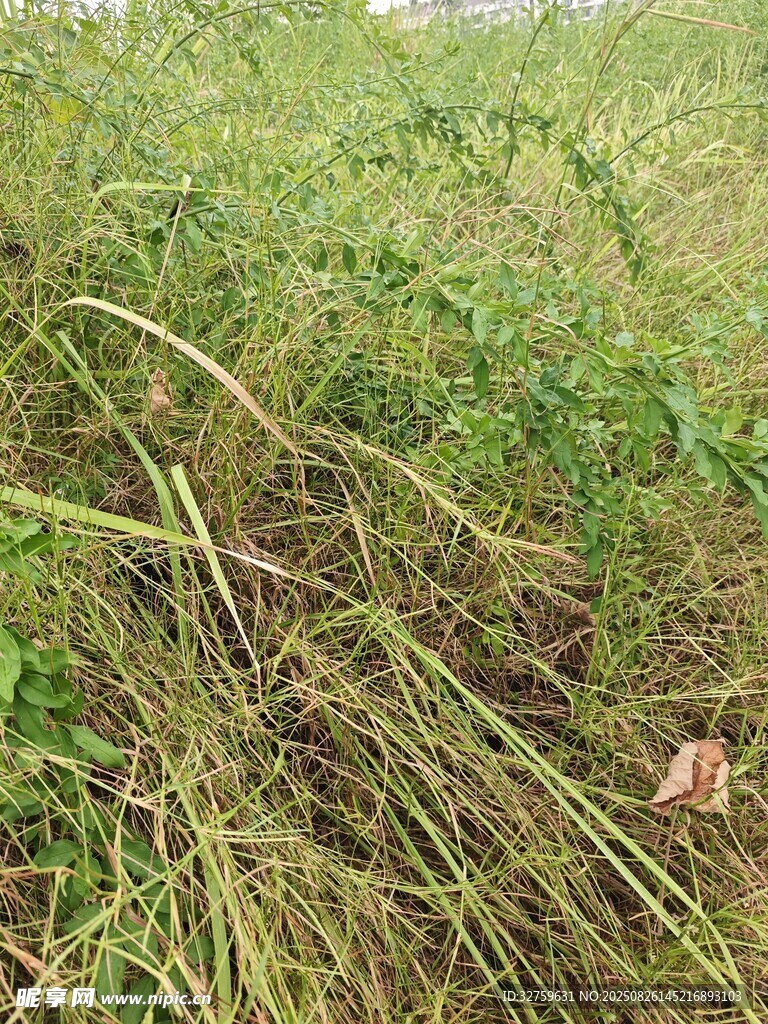 野外叢生的綠色雜草