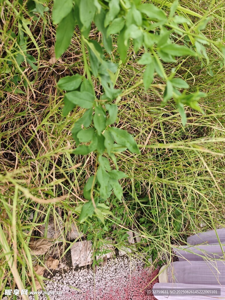 墻邊綠植生機(jī)盎然