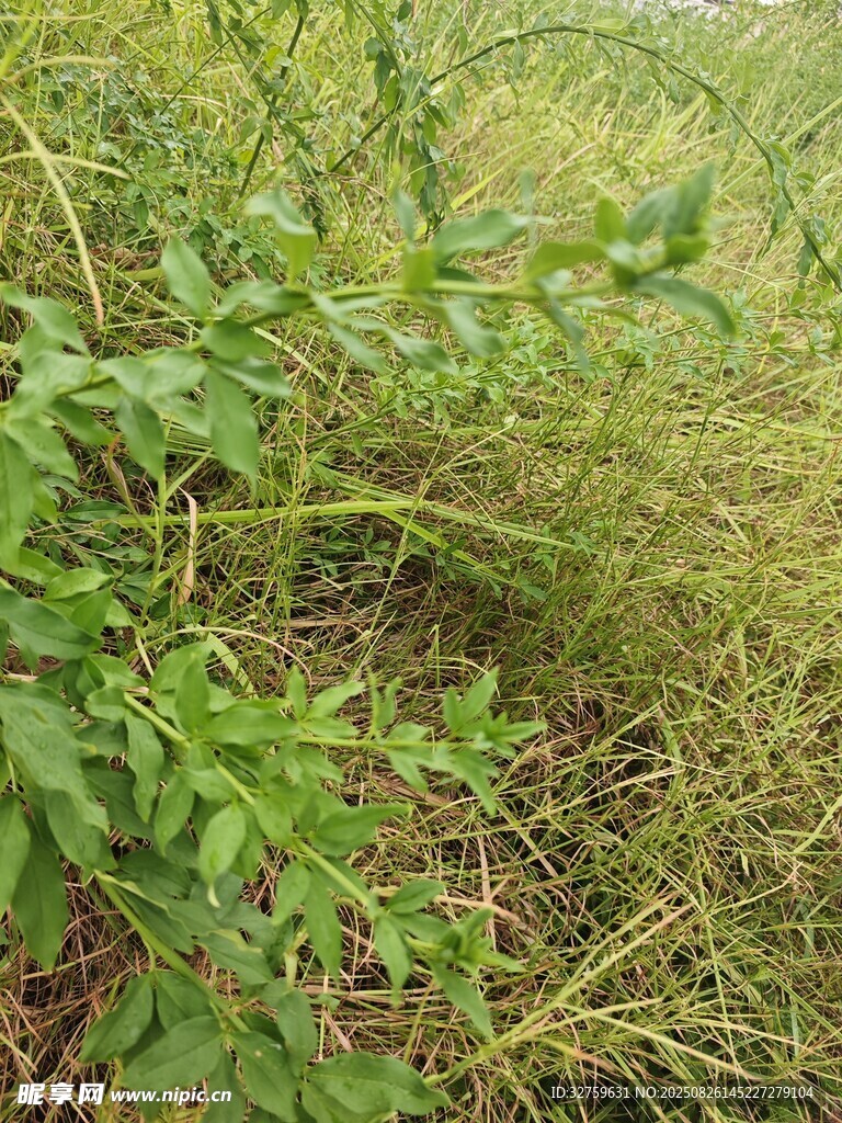 野外繁茂綠植景象