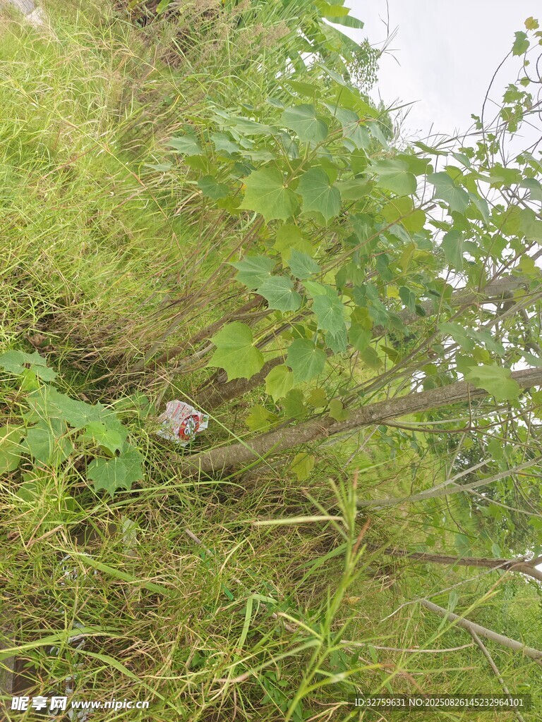 草叢中的動物身影