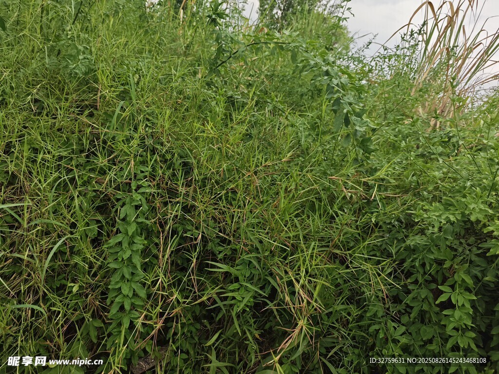 茂密綠植景觀