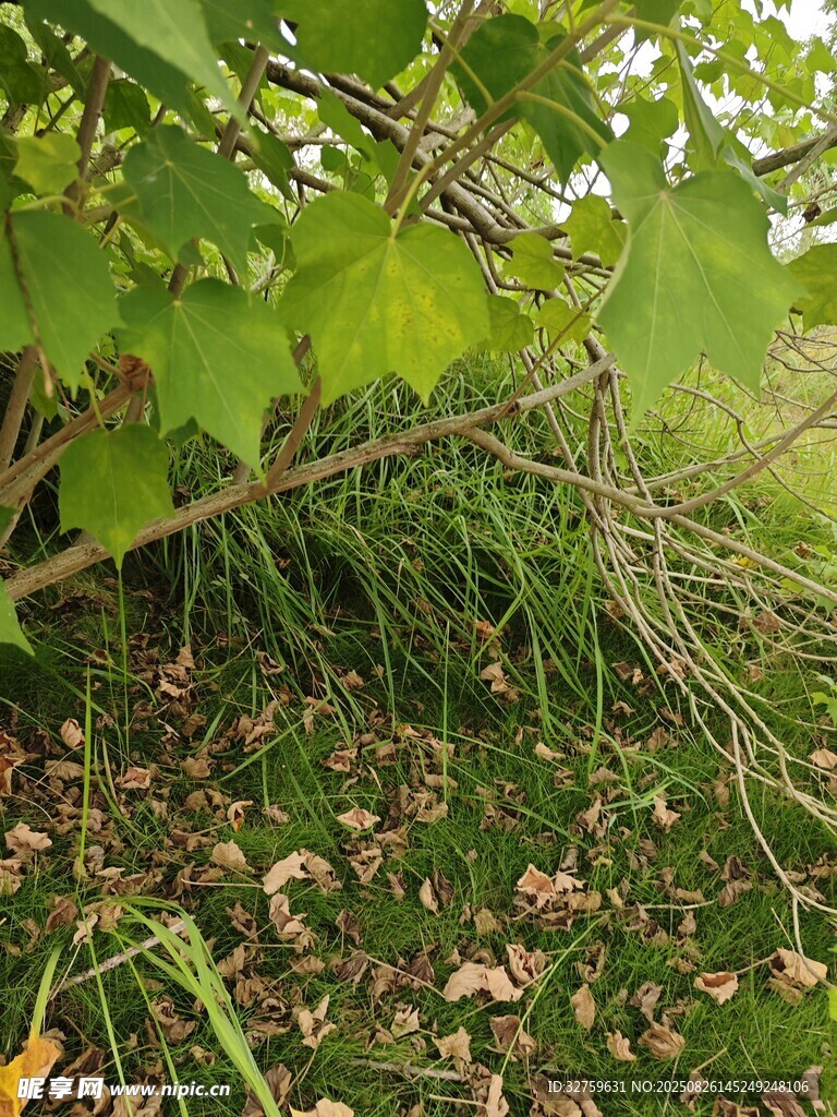 藤蔓植物倒伏在草地