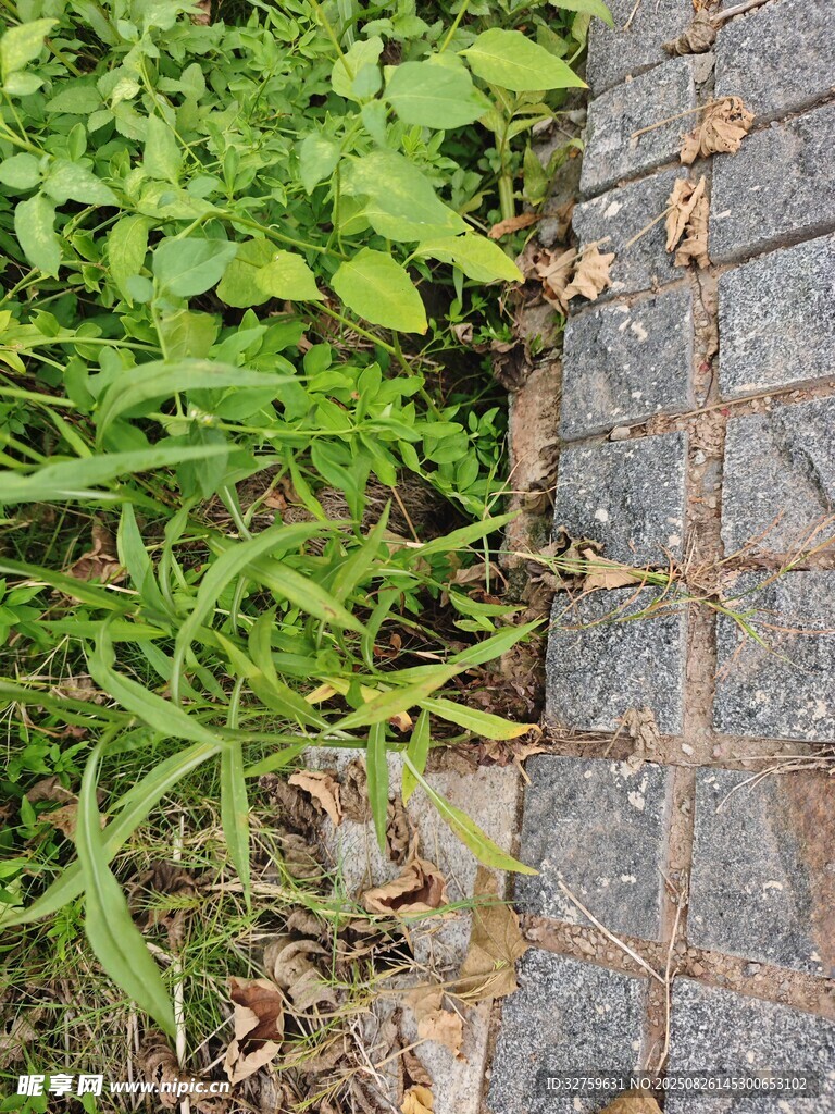 磚石縫隙間的蓬勃綠植