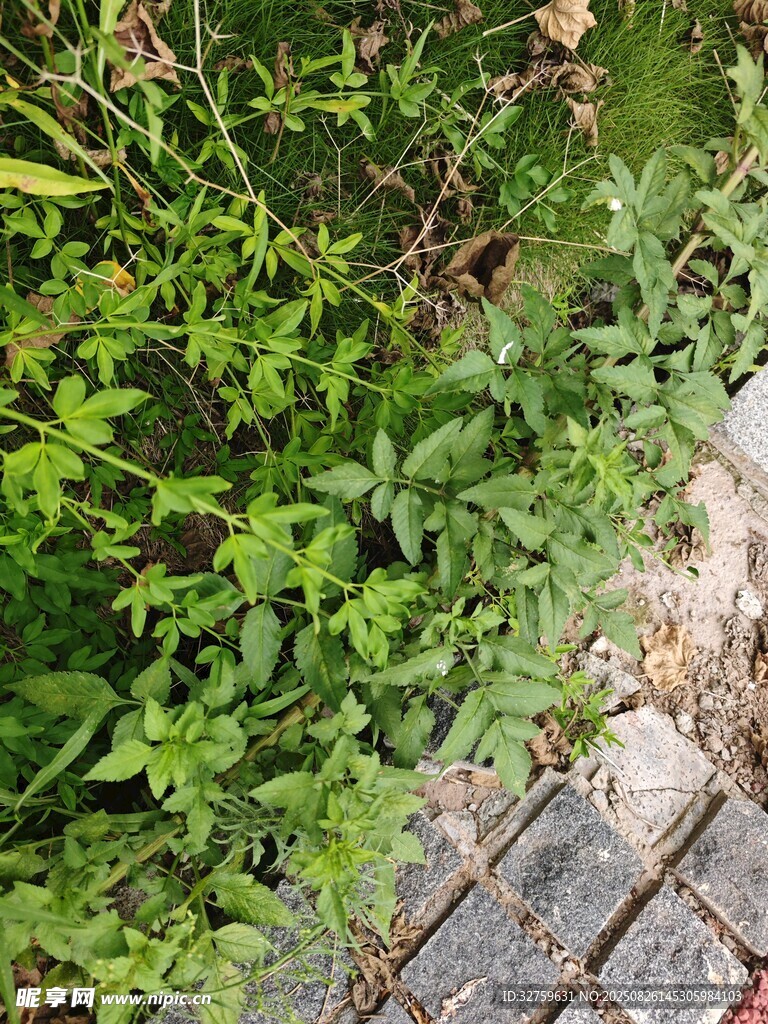 墻邊翠綠植物生機(jī)盎然