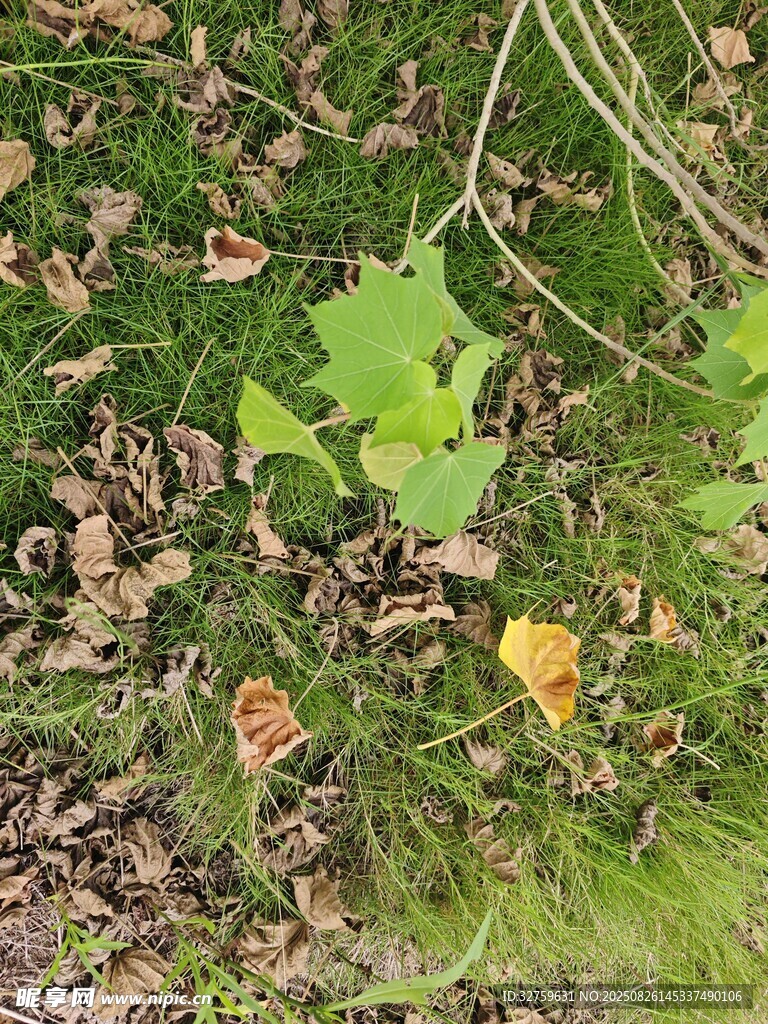 地面上的綠葉與落葉