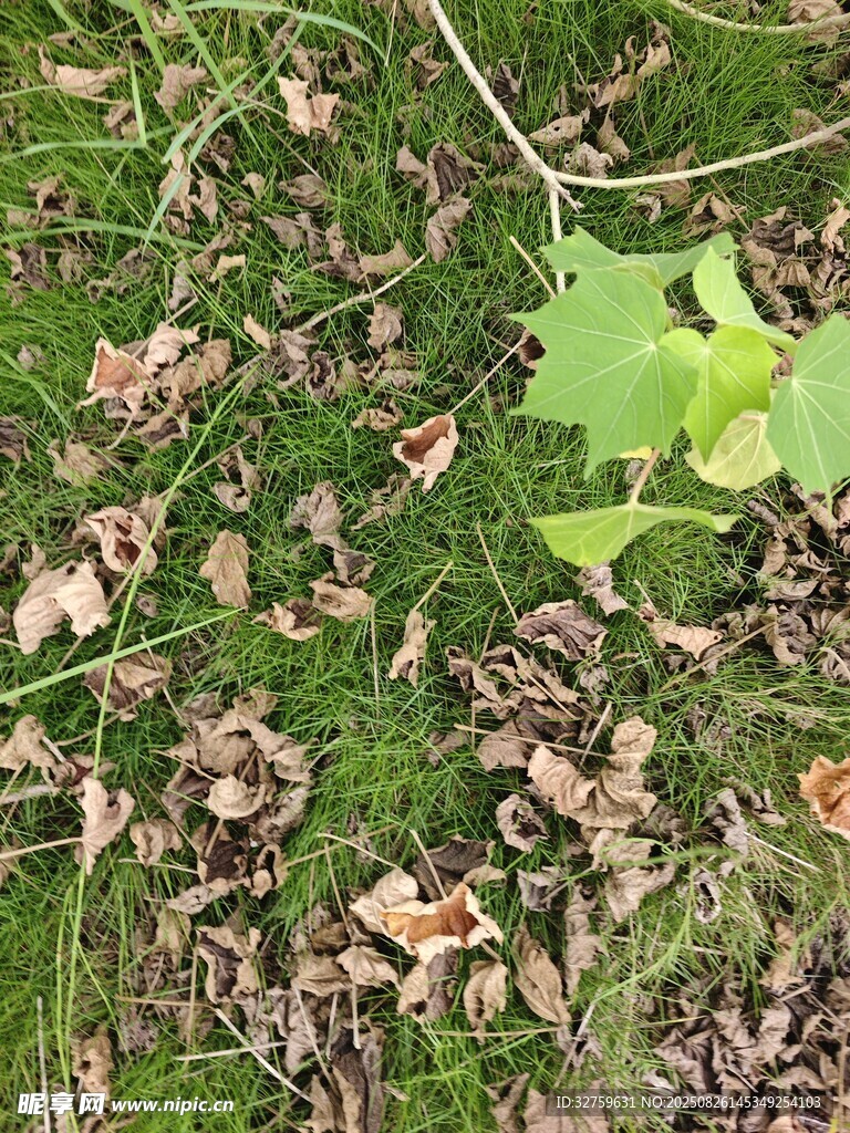 綠葉點(diǎn)綴于枯葉草地間