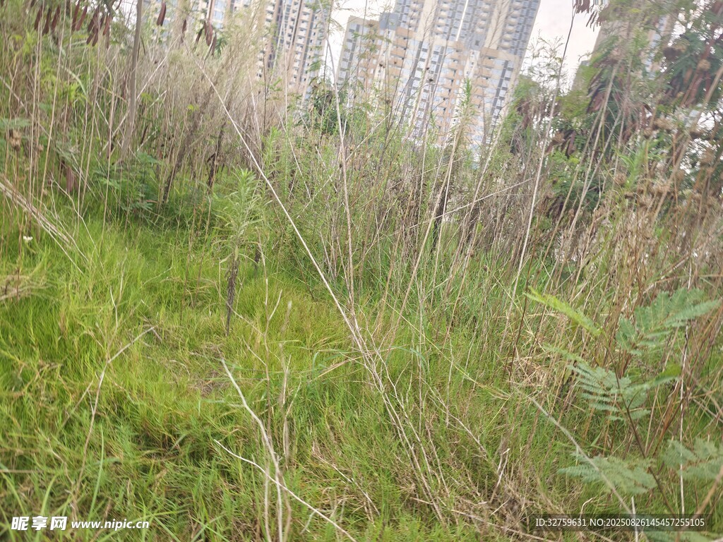 野外茂密草地與叢生植物