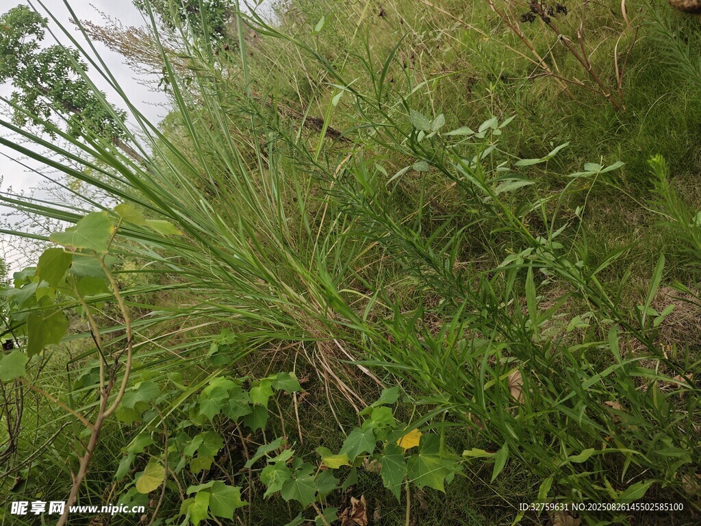 野外叢生的多樣綠色植物