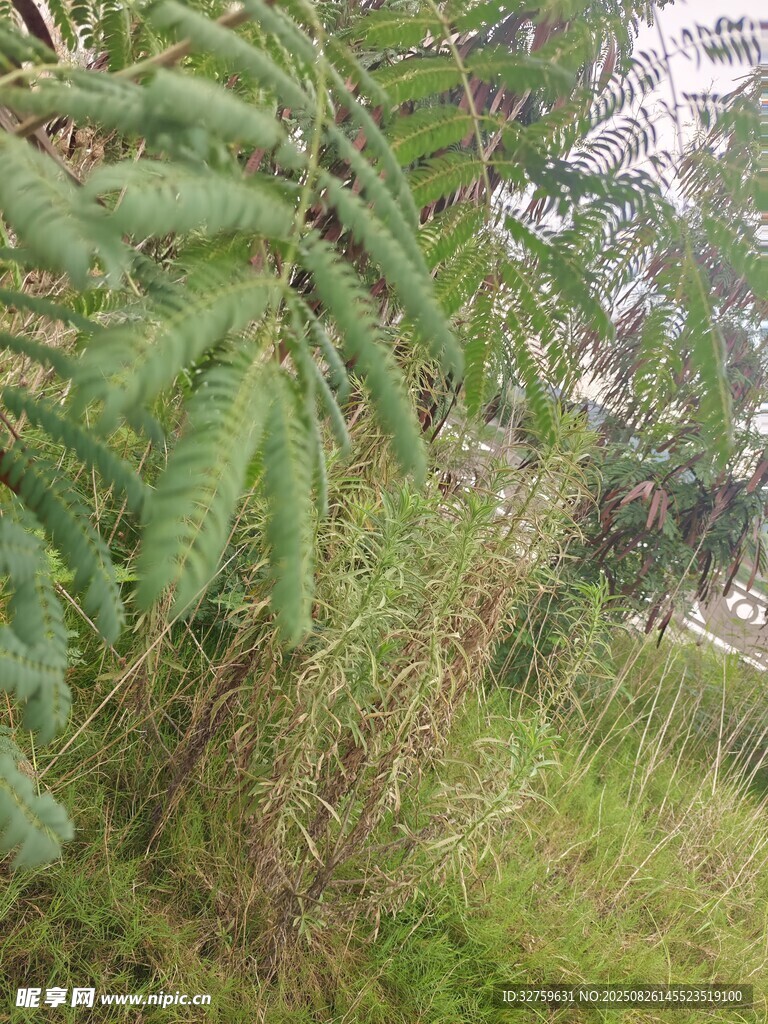 野外蕨類植物景觀