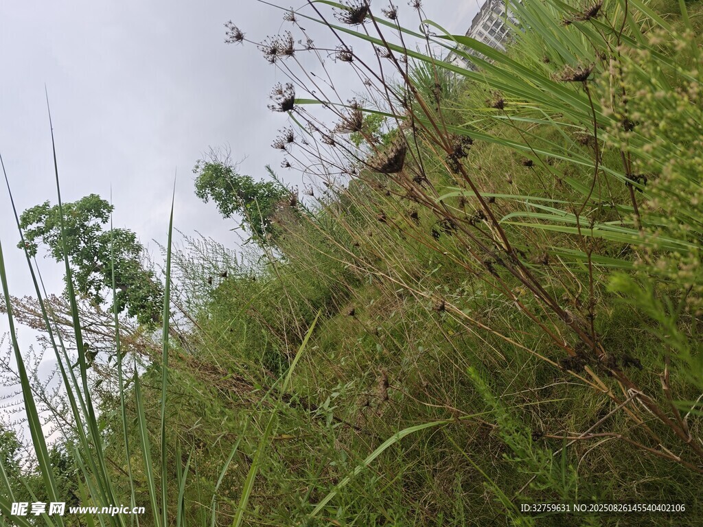山坡上的繁茂綠植